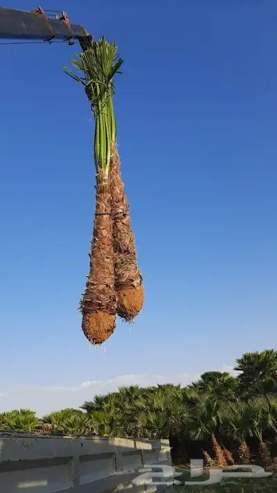 نخل عربي واشنطني 3