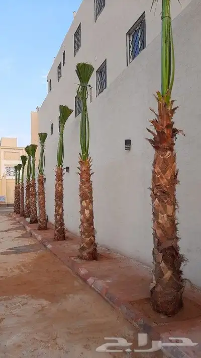 نخل عربي واشنطني 2