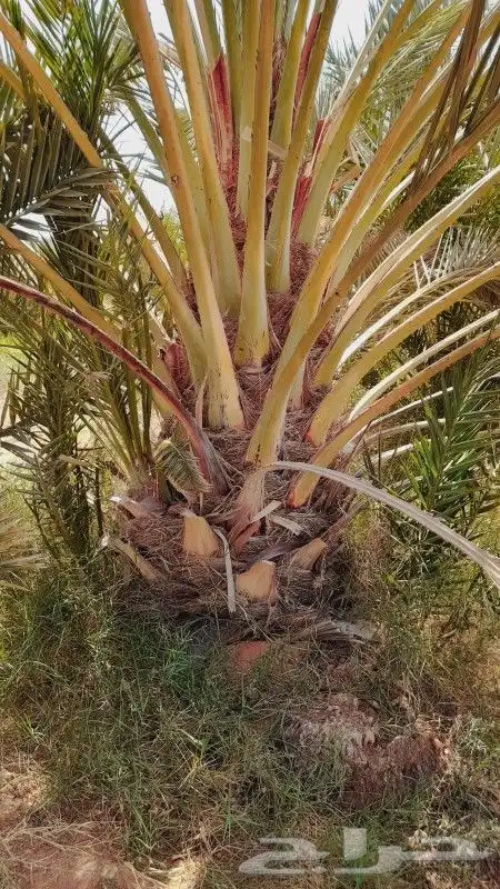 نقوم بتوريد جميع انواع النخيل وأشجار الزينه 9