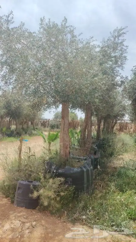 مقاول نخيل وأشجار زيتون وتركيب الشبوك 1