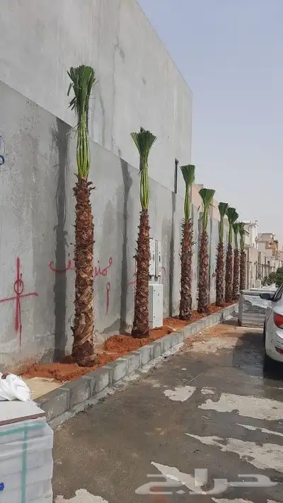 نخل عربي واشنطني 7
