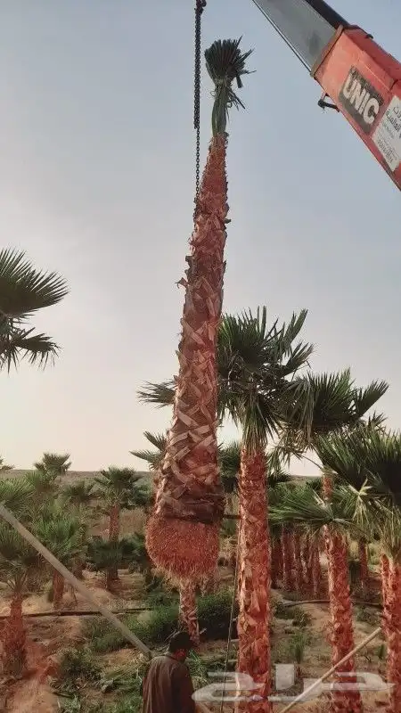 نقوم بتوريد جميع انواع النخيل وأشجار الزينه 5