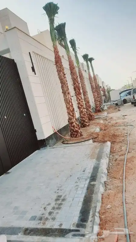 نقوم بتوريد جميع انواع النخيل وأشجار الزينه 6