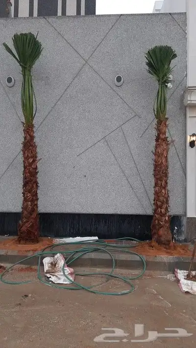 نخل عربي واشنطني 5