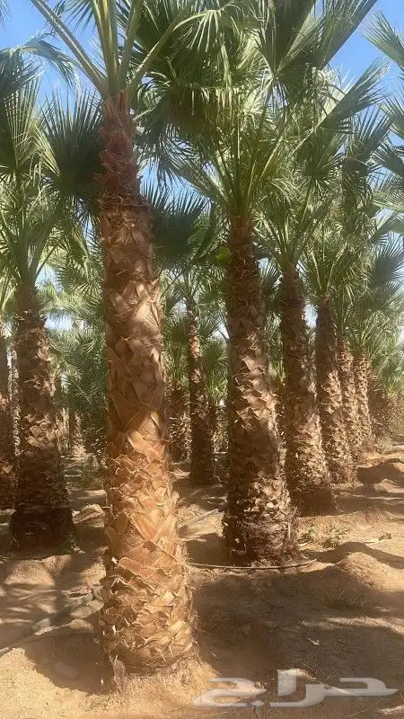 نقوم بتوريد جميع انواع النخيل وأشجار الزينه 2