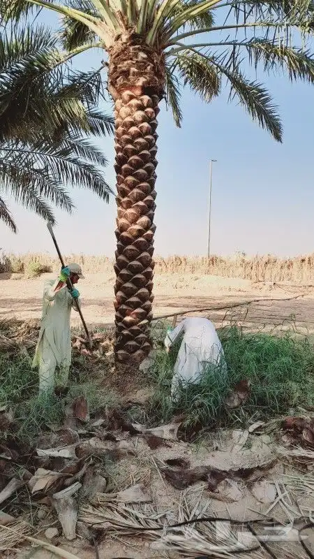 نقوم بتوريد جميع انواع النخيل وأشجار الزينه 7