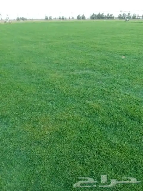جميع انواع الثيل 3