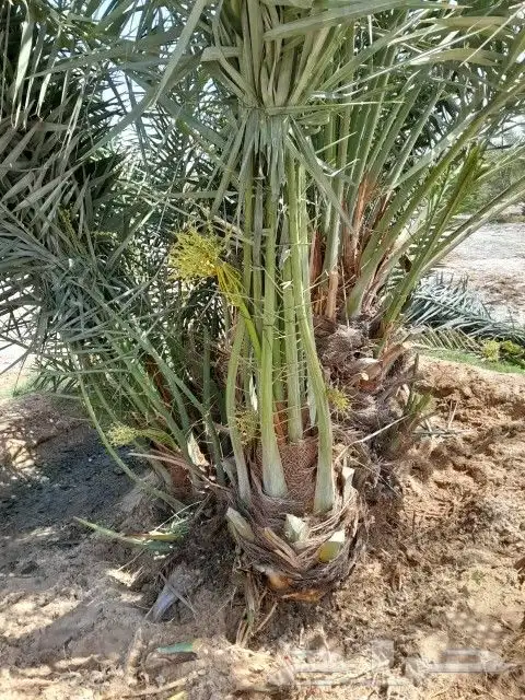 النخل البيع متواجدين في حفر الباطن خلاص وسكري برحي 4