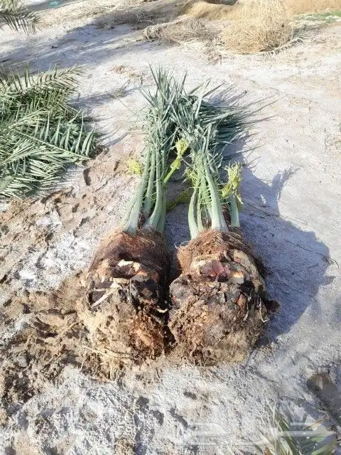 النخل البيع متواجدين في حفر الباطن خلاص وسكري برحي 3
