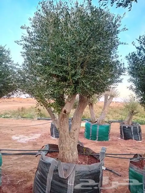 مقاول نخيل وأشجار زيتون وتركيب الشبوك 0