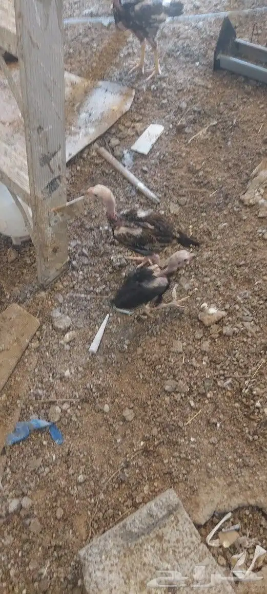 دجاج باكستاني 4