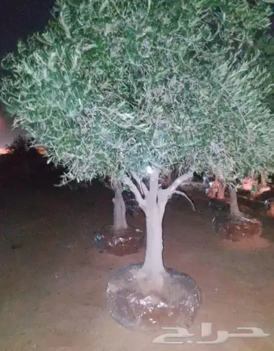 يوجد لدينا نخل عربي ونخل وشنطني وزيتون 2