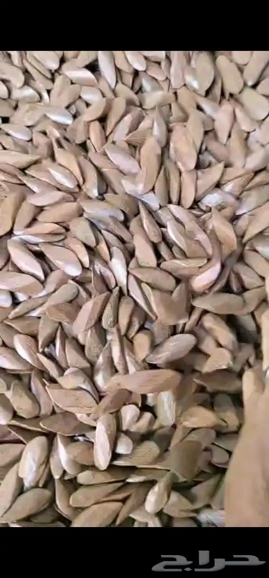موجود 1طن عود مروكي محسن مستكه بسعر مناسب 0