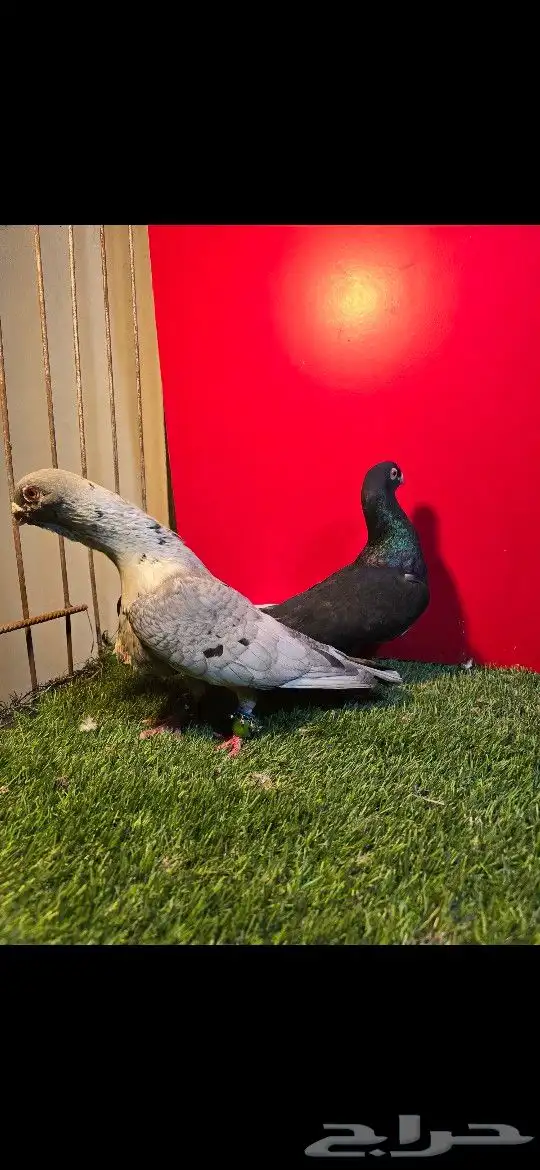 حمام قرقاطي منتج 0