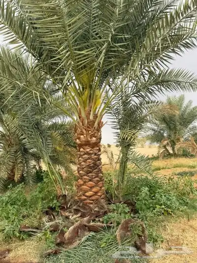يوجد لدينا نخل عربي ونخل وشنطني وزيتون 5
