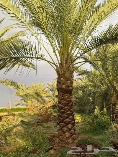 يوجد لدينا نخل عربي ونخل وشنطني وزيتون 8