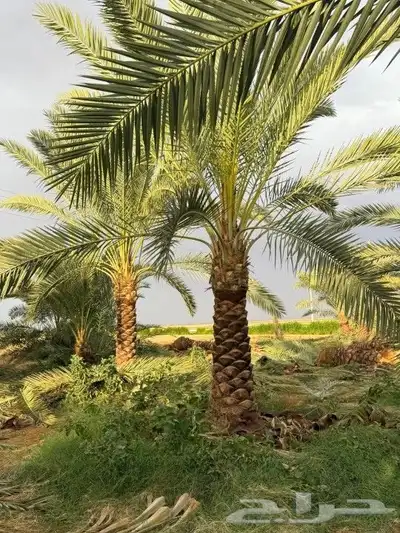 يوجد لدينا نخل عربي ونخل وشنطني وزيتون 7