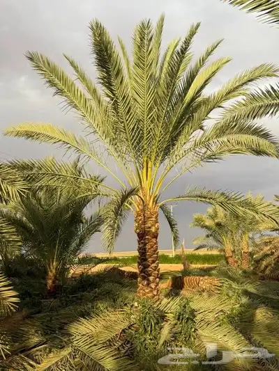 يوجد لدينا نخل عربي ونخل وشنطني وزيتون 6