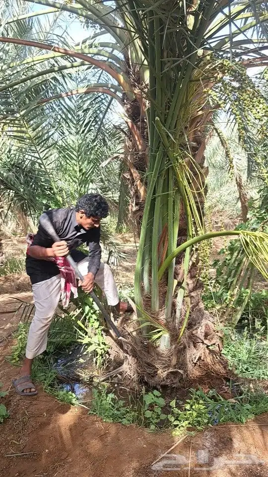 نخل_مثمر_طيب_بجميع _النواع_وجميع_المقاسات 0