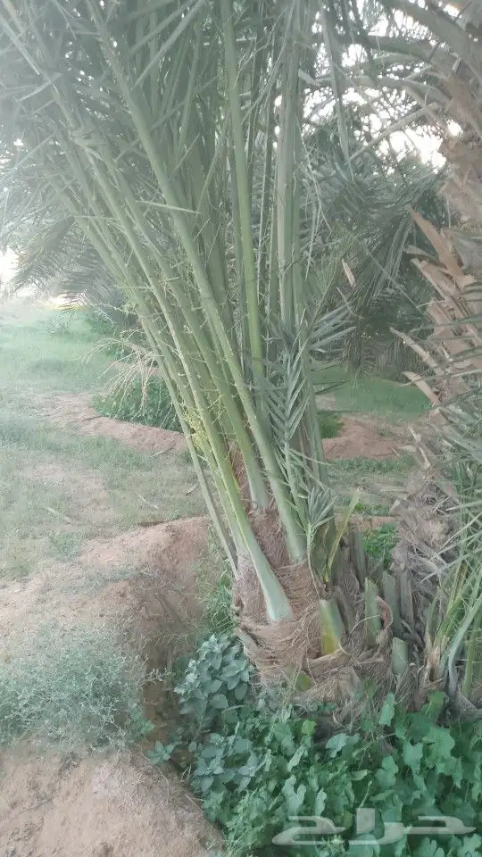 نخل للبيع الرياض القصيم 6