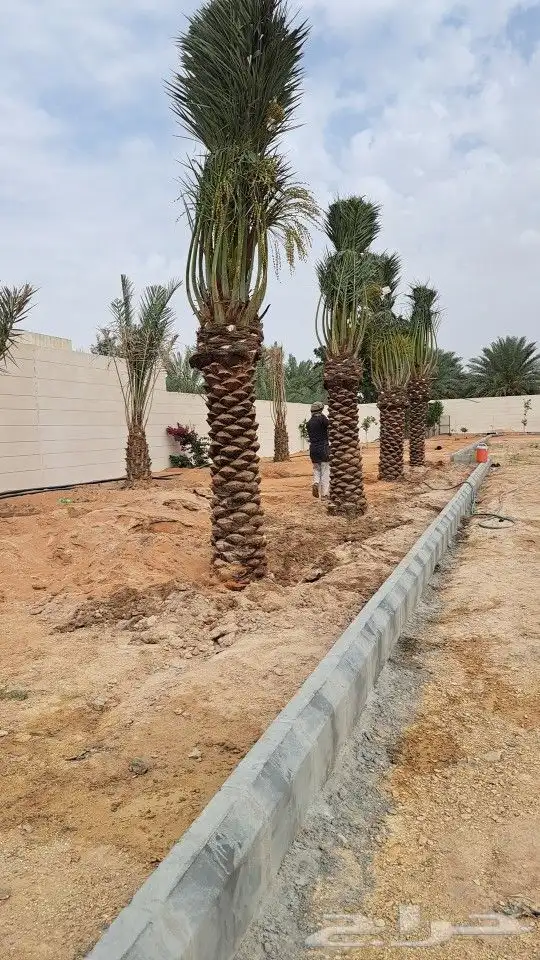 نخل_مثمر_طيب_بجميع _النواع_وجميع_المقاسات 4