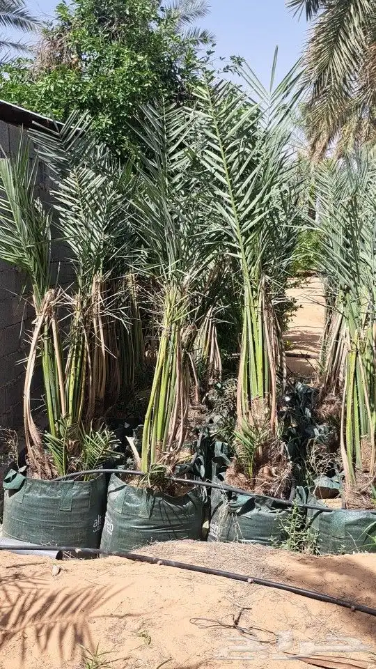 نخل_مثمر_طيب_بجميع _النواع_وجميع_المقاسات 1