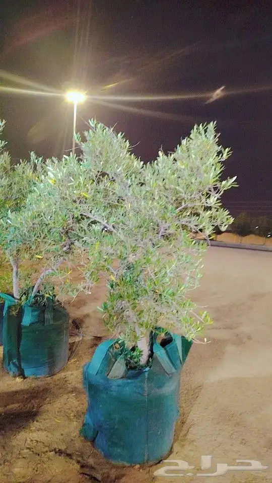 يوجد لدينا زيتون ويوجد اسيا جكرندا سدر سرو أمريكي عربي أشجا 1