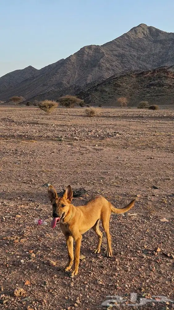 كلب مالينوا البلجيكي 1