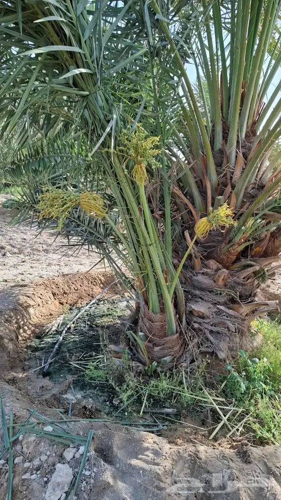 النخل البيع متواجدين في حفر الباطن خلاص وسكري برحي 0