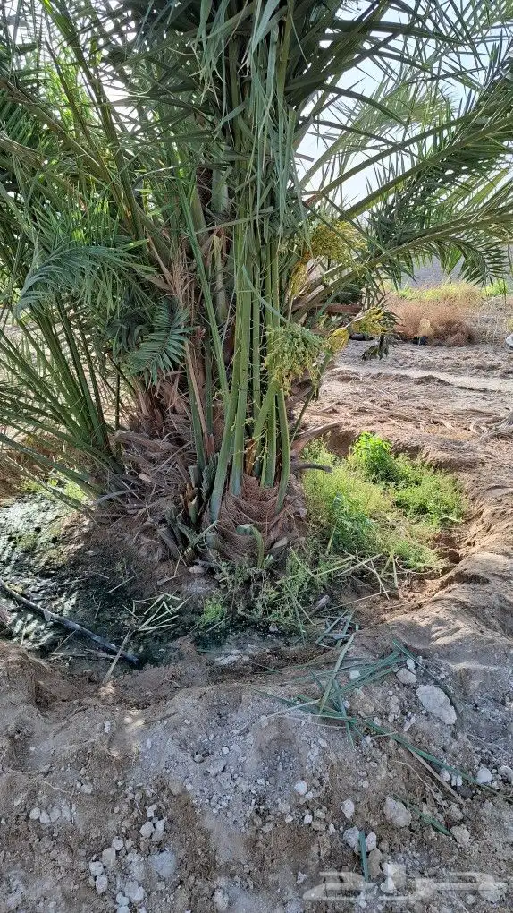 النخل البيع متواجدين في حفر الباطن خلاص وسكري برحي 1