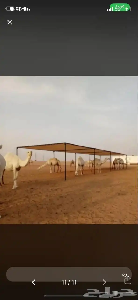 مضلات آبل مضلة جمال 2