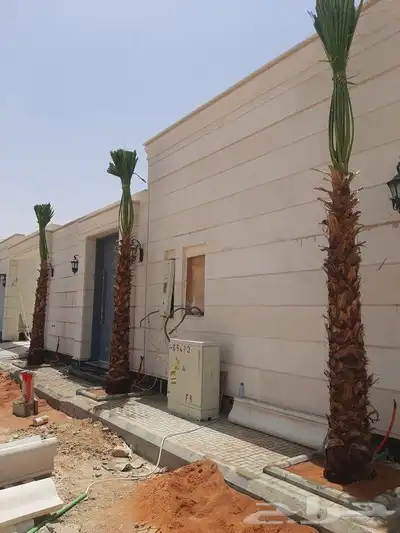 نخل عربي واشنطني 8