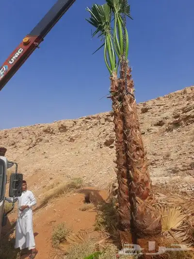 نخل عربي واشنطني 0