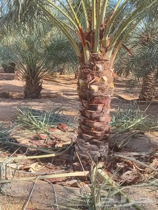 نقوم بتوريد جميع انواع النخيل وأشجار الزينه 4