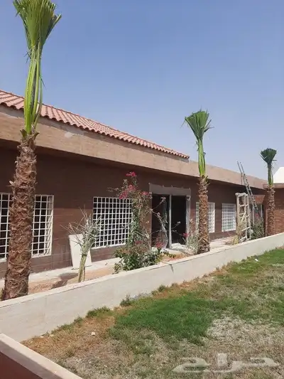 نخل عربي واشنطني 6