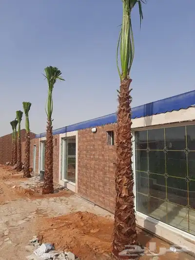 نخل عربي واشنطني 1