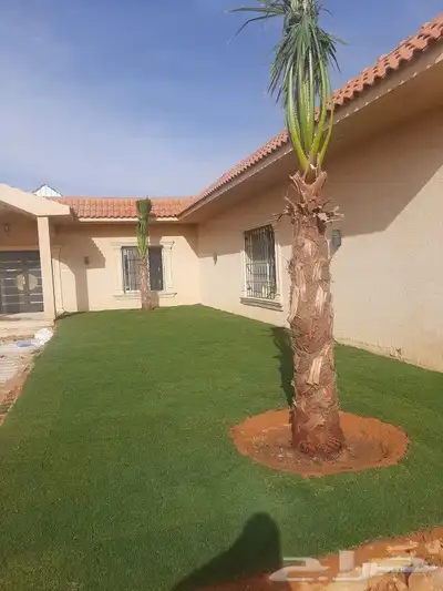 نخل عربي واشنطني 9