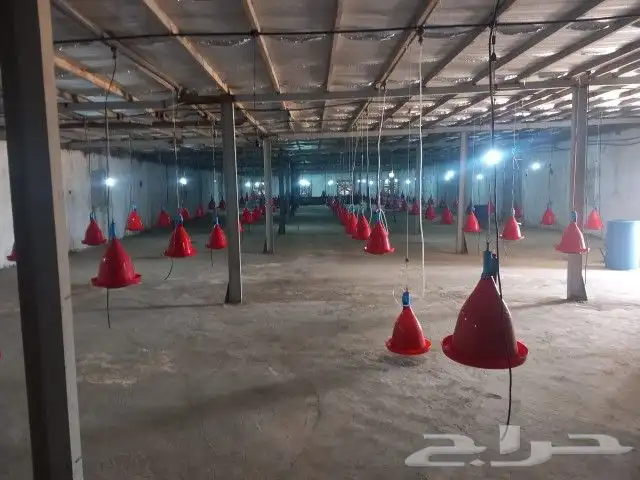 مشرف ومربي دجاج خبره اكثر من عشر سنين ابحث عن عمل 6