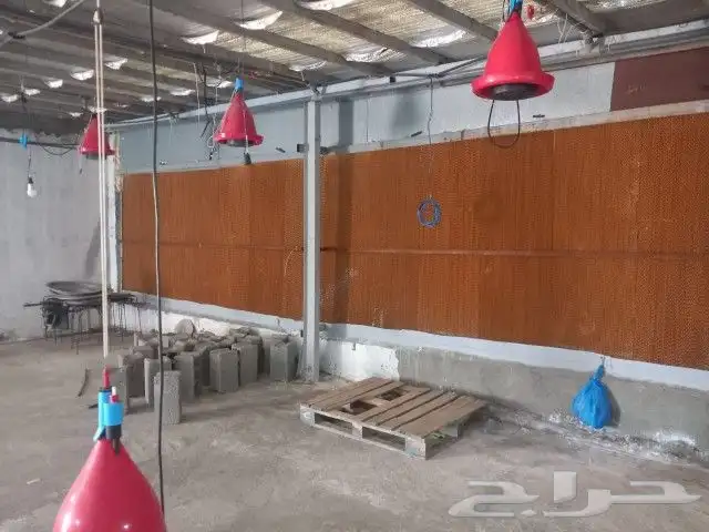 مشرف ومربي دجاج خبره اكثر من عشر سنين ابحث عن عمل 7