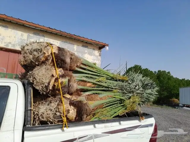 النخل البيع متواجدين في حفر الباطن خلاص وسكري برحي 5