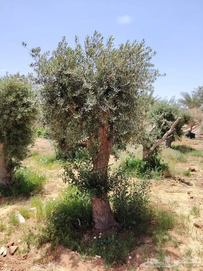 يوجد لدينا جميع انواع الأشجار 8
