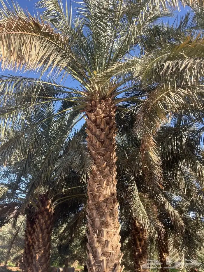 نخل للبيع الرياض القصيم 5