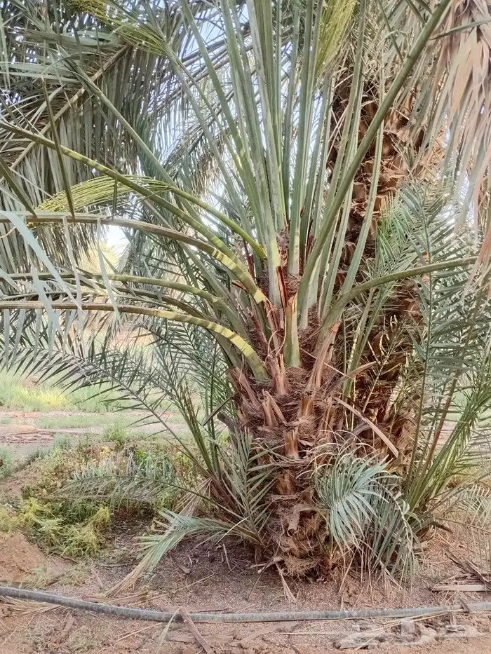 نخيل البيع جميع انواع 6