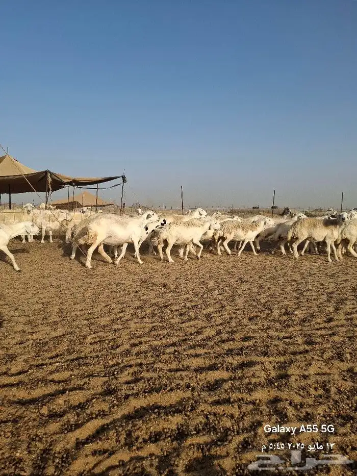 عرضين كفو ناقه ساحلية خلفه   115 راس دفيع حريات 11
