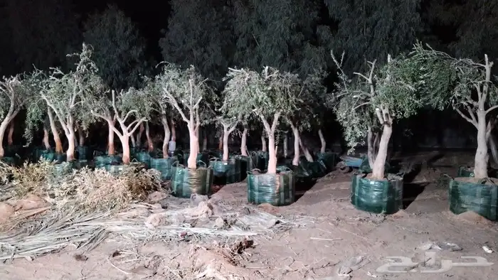 مقاول نخيل وأشجار زيتون وتركيب الشبوك 8