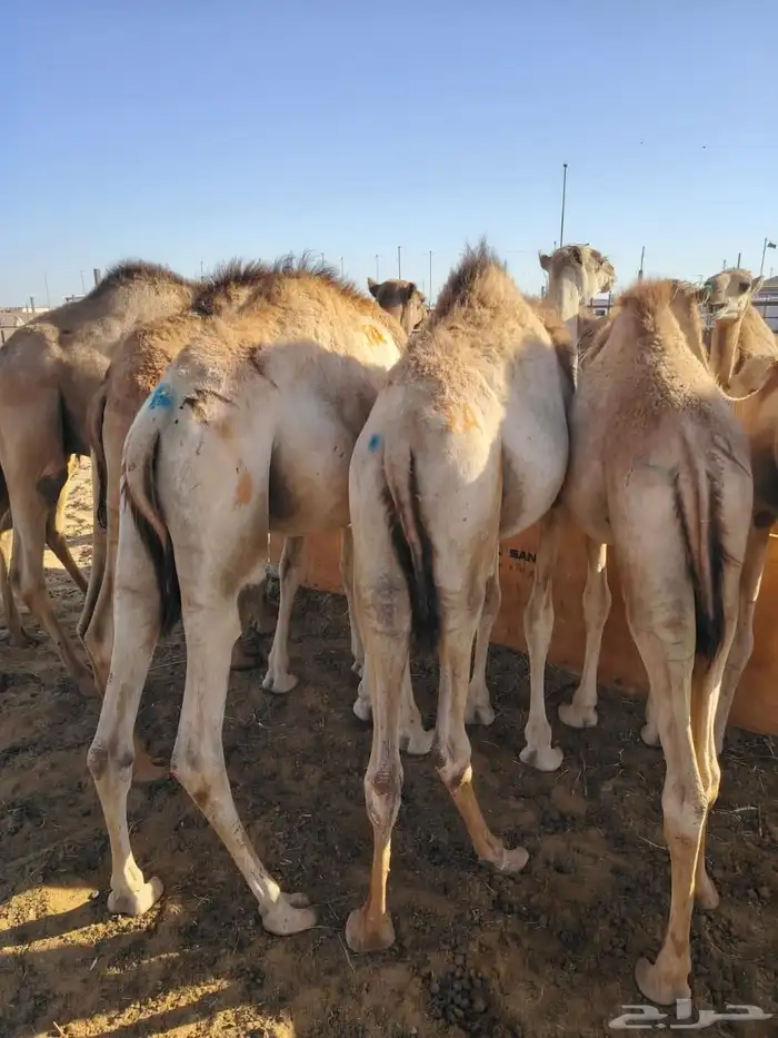 نوفر ماتحتاجونه من اعلاف واغنام ودجاج للطلبيات جمله استيراد 21
