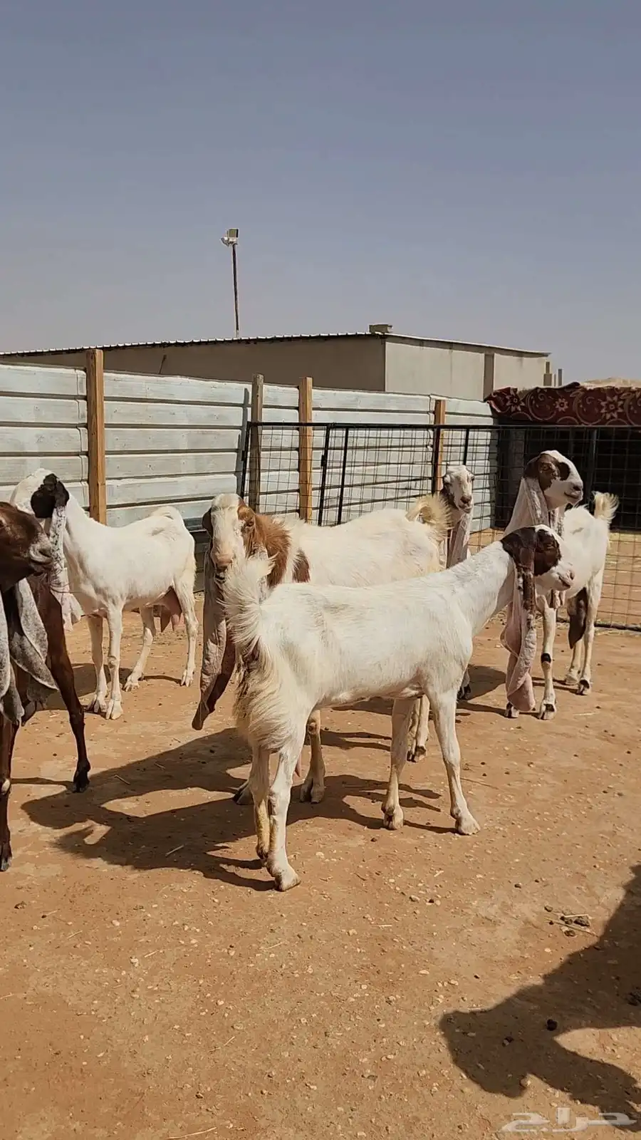 معزاء هولندية طيبة وجروم طيبة بفحلها 8