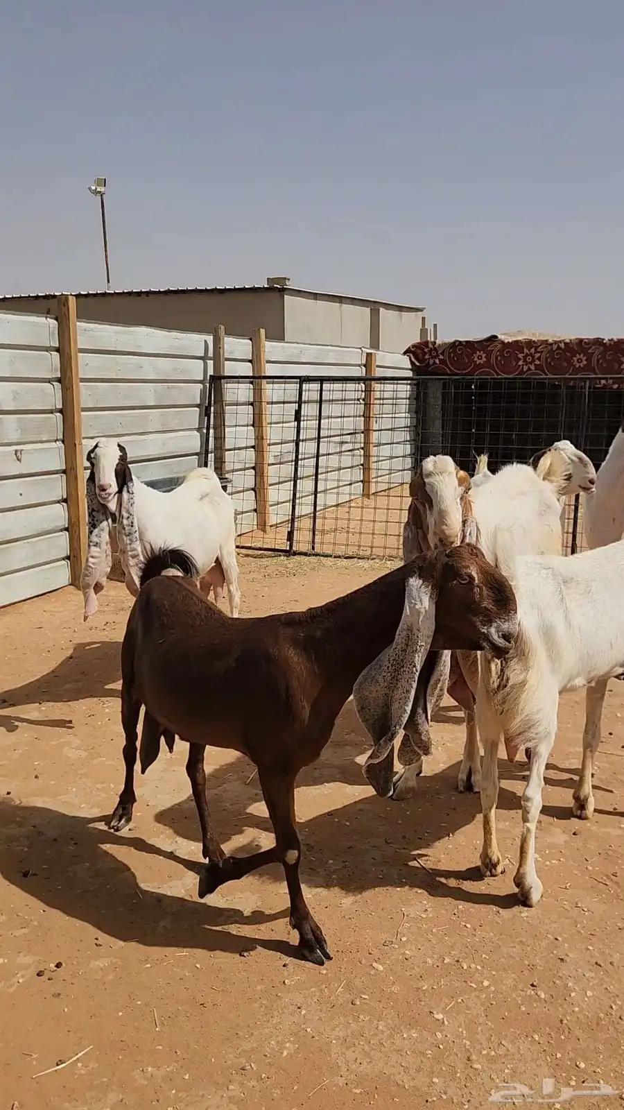 معزاء هولندية طيبة وجروم طيبة بفحلها 6