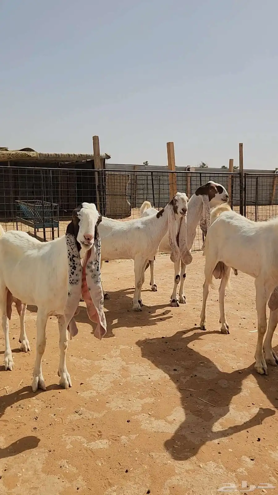 معزاء هولندية طيبة وجروم طيبة بفحلها 3