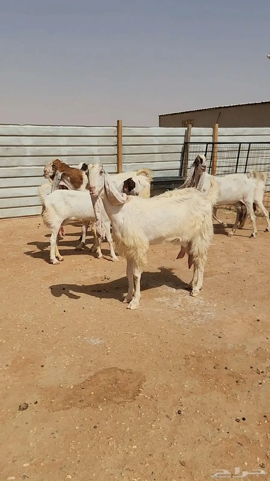 معزاء هولندية طيبة وجروم طيبة بفحلها 0
